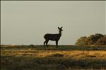 Richmond Park